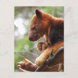 Tree Kangaroo Postcard Postkarte