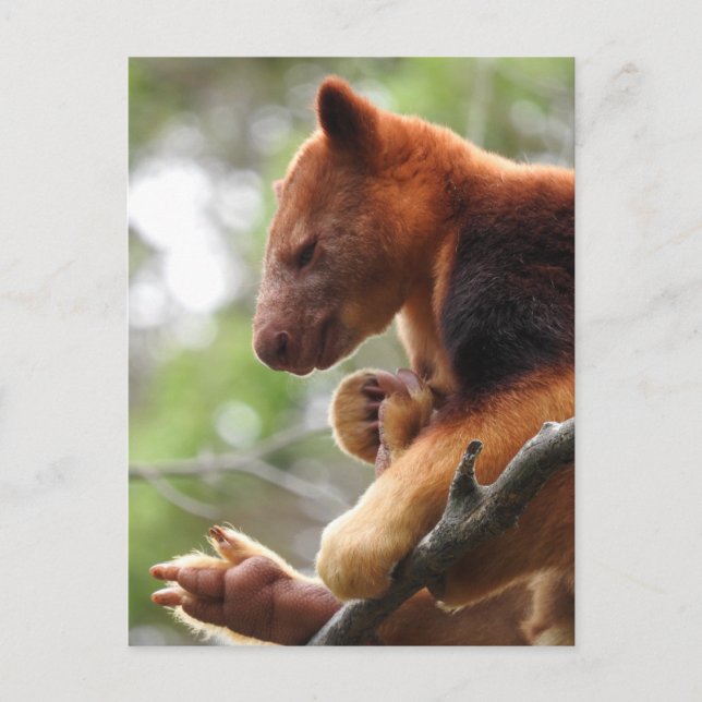 Tree Kangaroo Postcard Postkarte (Vorderseite)