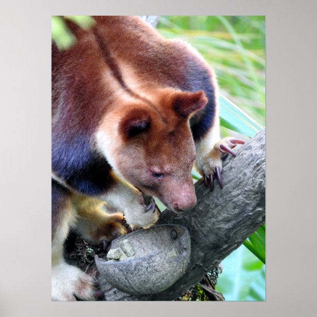 Tree Kangaroo Poster (Vorne)