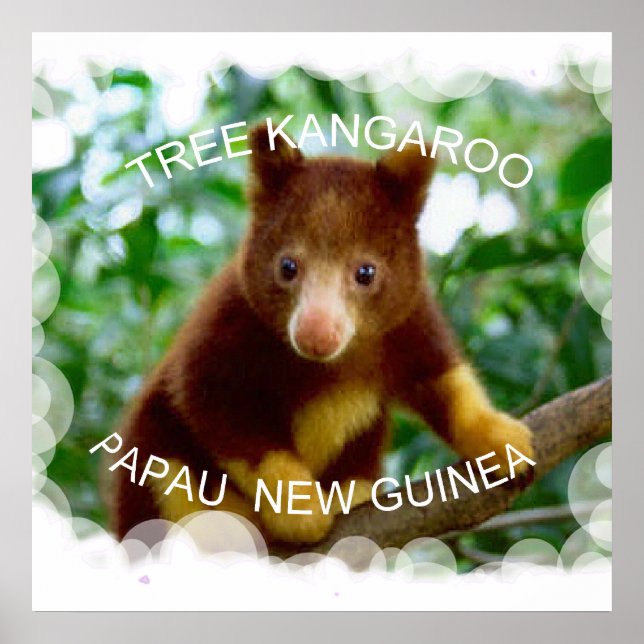 Tree Kangaroo Poster (Vorne)