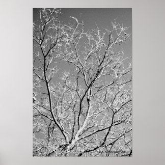 Tree Lace von E.A. Schneider Poster
