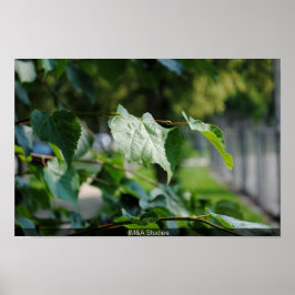 Tree Leaf Poster