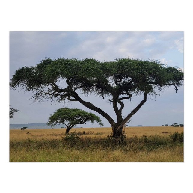 Tree Love Poster (Vorderseite)