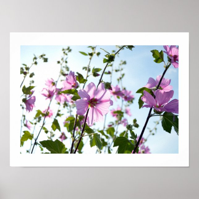 Tree Mallow Blooms in Summer Poster (Vorne)