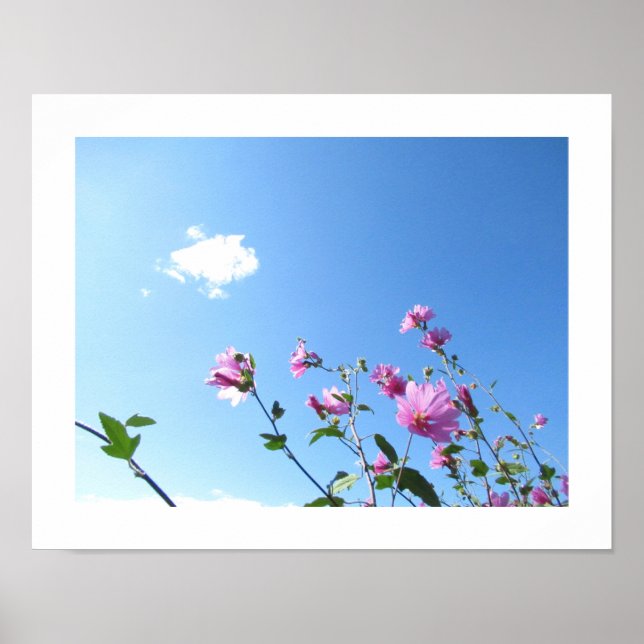 Tree Mallow in Bloom Poster (Vorne)
