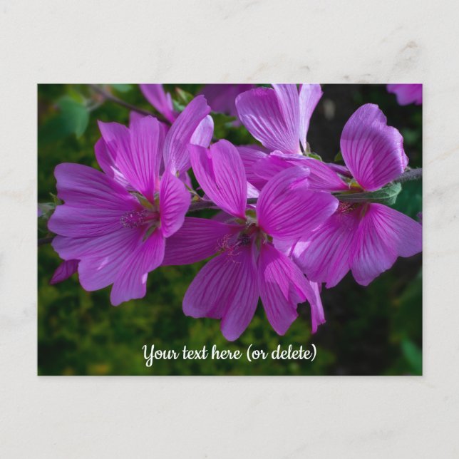 Tree Mallow Postcard Postkarte (Vorderseite)