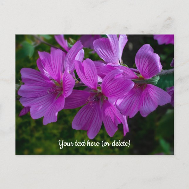 Tree Mallow Postcard Postkarte (Vorderseite)
