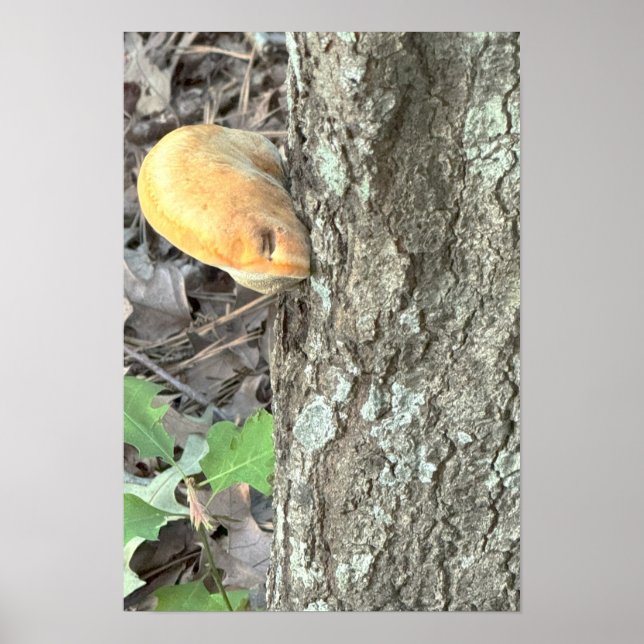 Tree Mushroom Poster (Vorne)