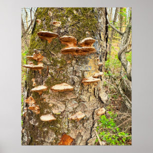 Tree Mushrooms Foto Poster