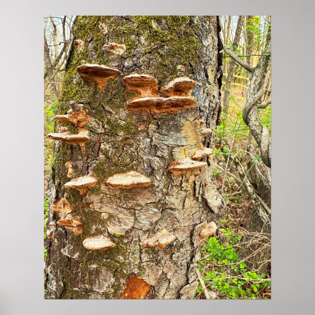 Tree Mushrooms Foto Poster (Vorne)