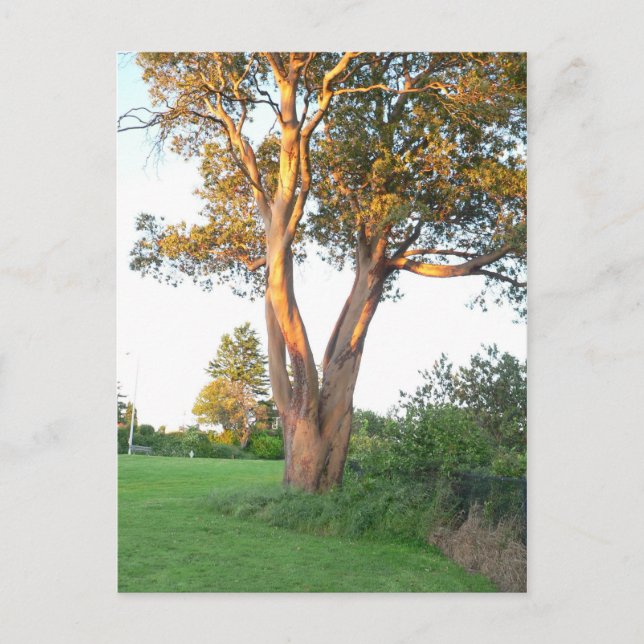 Tree Nymph Postcard Postkarte (Vorderseite)