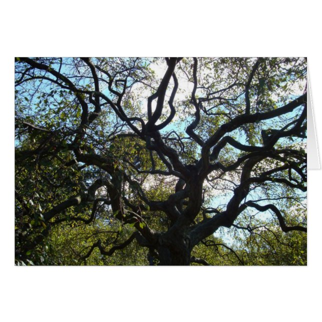 Tree of Life Card (Vorderseite (Horizontal))