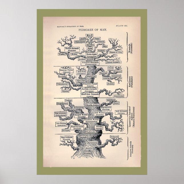Tree Of Life / Pedigree Of Man Poster (Vorne)