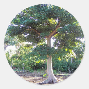 Tree of Wisdom-Aufkleber Runder Aufkleber