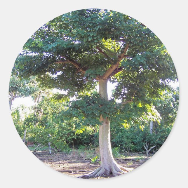 Tree of Wisdom-Aufkleber Runder Aufkleber (Vorderseite)