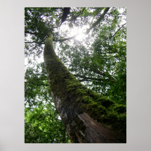 Tree Old Tree/Lalashan National Forest Sanctuary Poster