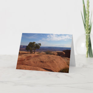 Tree Out of Red Rocks I in Canyonlands