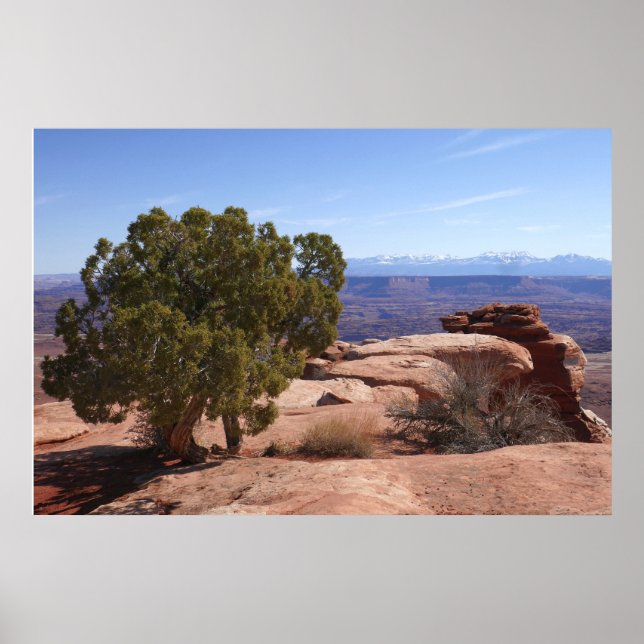 Tree Out of Red Rocks II at Canyonlands Poster (Vorne)