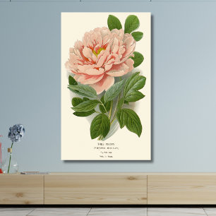 Tree Peony - Elegantes Vintages botanisches Design Leinwanddruck