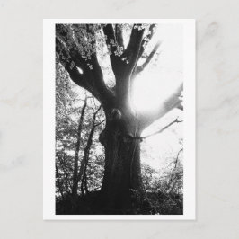 Tree Photography - Elanie Postkarte