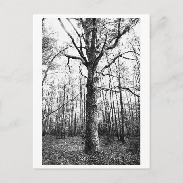 Tree Photography - Keith Postkarte (Vorderseite)