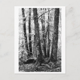 Tree Photography - Sylva Postkarte