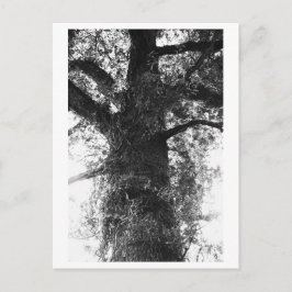 Tree Photography - Treow Postkarte