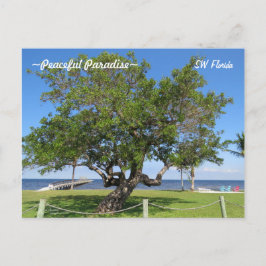 Tree Pier Chaises Ocean Florida Carte postale