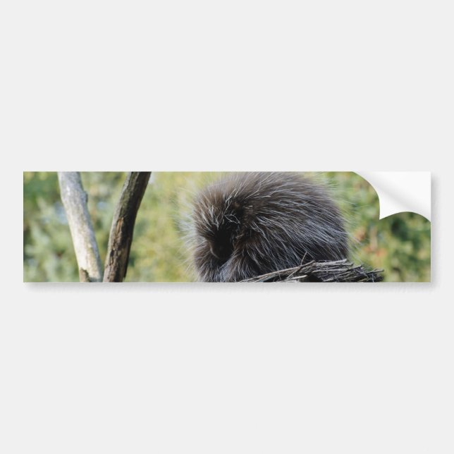 Tree Porcupine Autoaufkleber (Vorne)