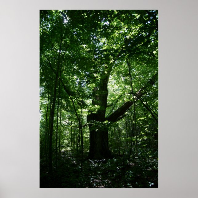 Tree Poster (Vorne)