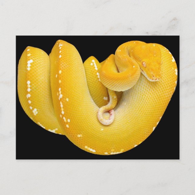 Tree Python Postkarte (Vorderseite)