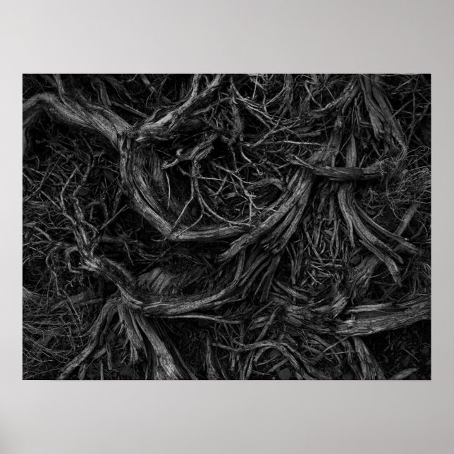 Tree Roots Poster (Vorne)