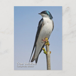 Tree Schlucken Postkarte
