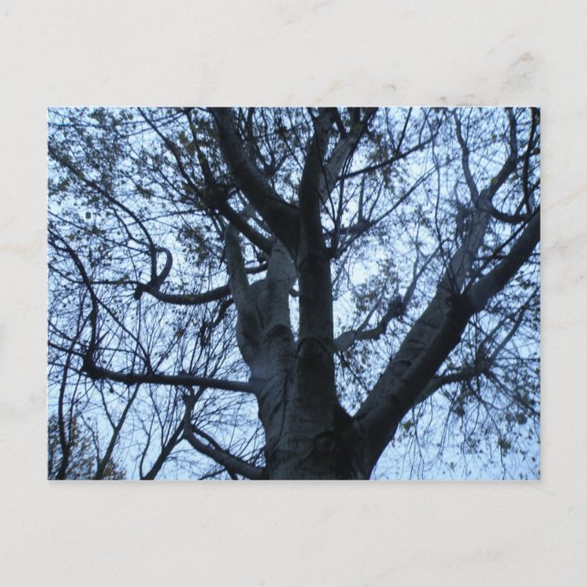 Tree Silhouette Foto Postcard Postkarte (Vorderseite)