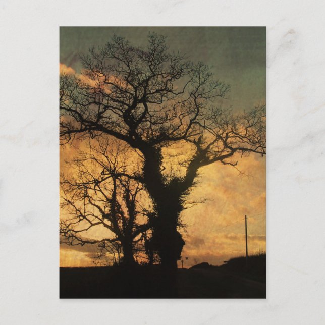 Tree-Silhouette-Foto Postkarte (Vorderseite)