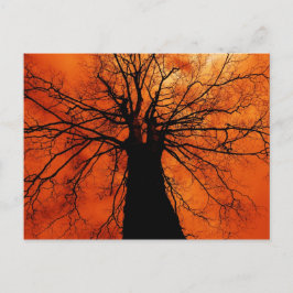 Tree-Silhouette gegen einen Orange Sky Postkarte