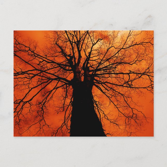 Tree-Silhouette gegen einen Orange Sky Postkarte (Vorderseite)