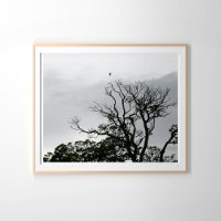 Tree Silhouette Powerscourt Gardens Fotografy