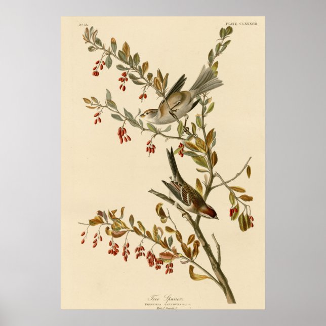 Tree Sparrow Poster (Vorne)