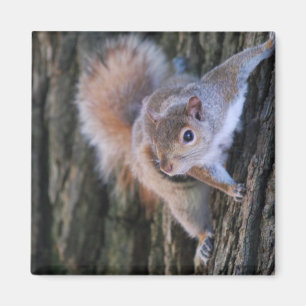 Tree Squirrel Magnet