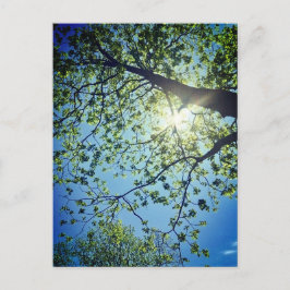 Tree & Sun Postcard Postkarte