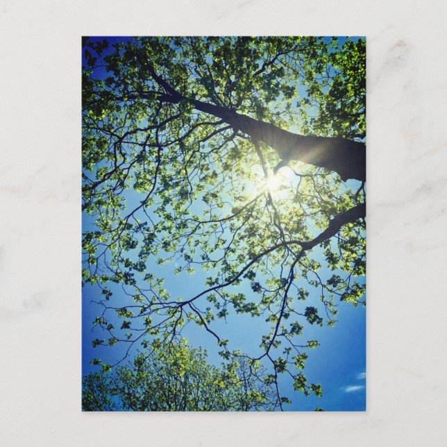 Tree & Sun Postcard Postkarte (Vorderseite)
