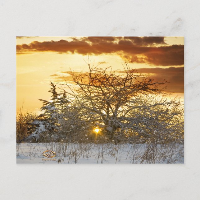Tree Sunset Winter Vermont Postkarte (Vorderseite)