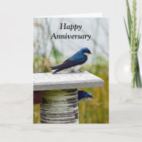 Tree Swallow Couple Happy Anniversary