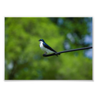 Tree Swallow Fotodruck