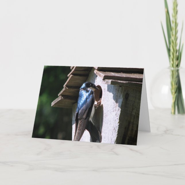 Tree Swallow Karte (Vorderseite)