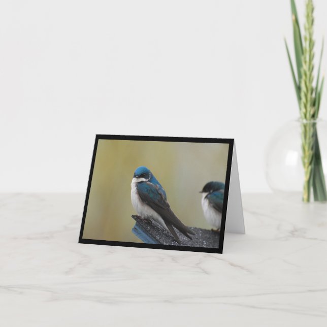 Tree Swallow Note Card (leer) Karte (Vorderseite)