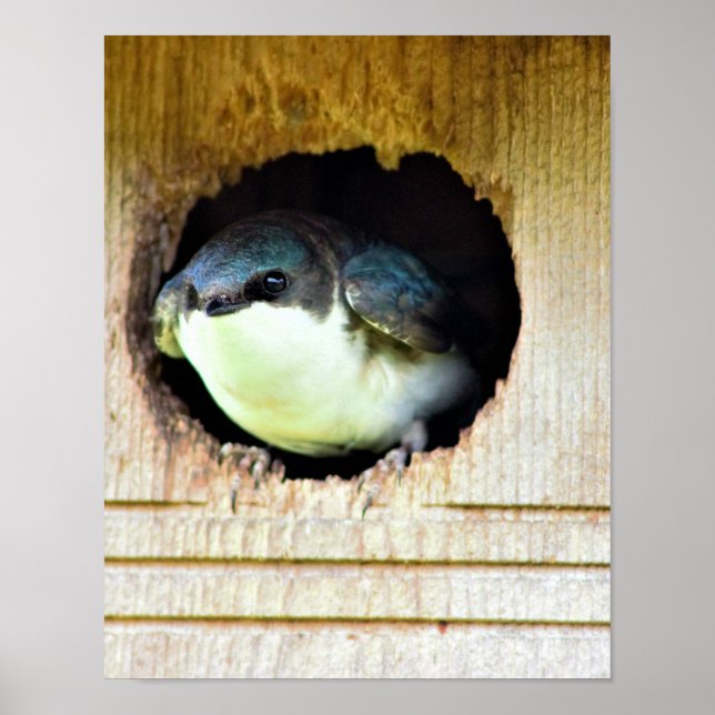 Tree Swallow Poster (Vorne)