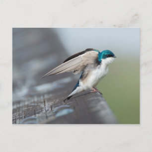 Tree Swallow Postkarte