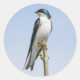 Tree Swallow Runder Aufkleber